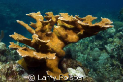 Staghorn coral, Fiji by Larry Polster 